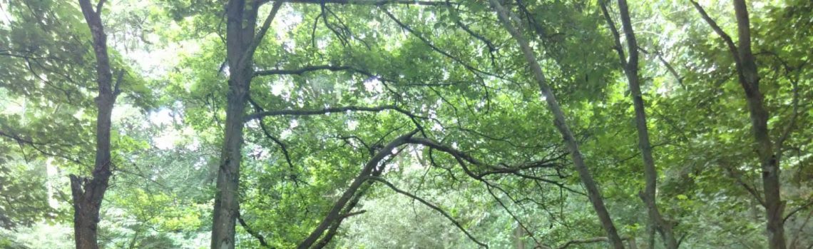 A candle in my treehouse